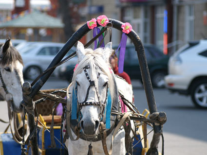 caballo moviendo carruaje en la calle - vehiculo traccion animal chile
